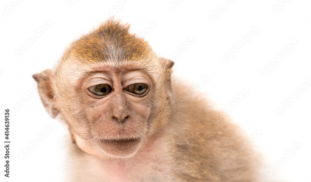 Monkey on a white background. Macaque isolated for design. The primate sits and looks. Grinning teeth and look to the side. Monkey on a white background. Macaque isolated for design. The primate sits and looks. Grinning teeth and look to the side.