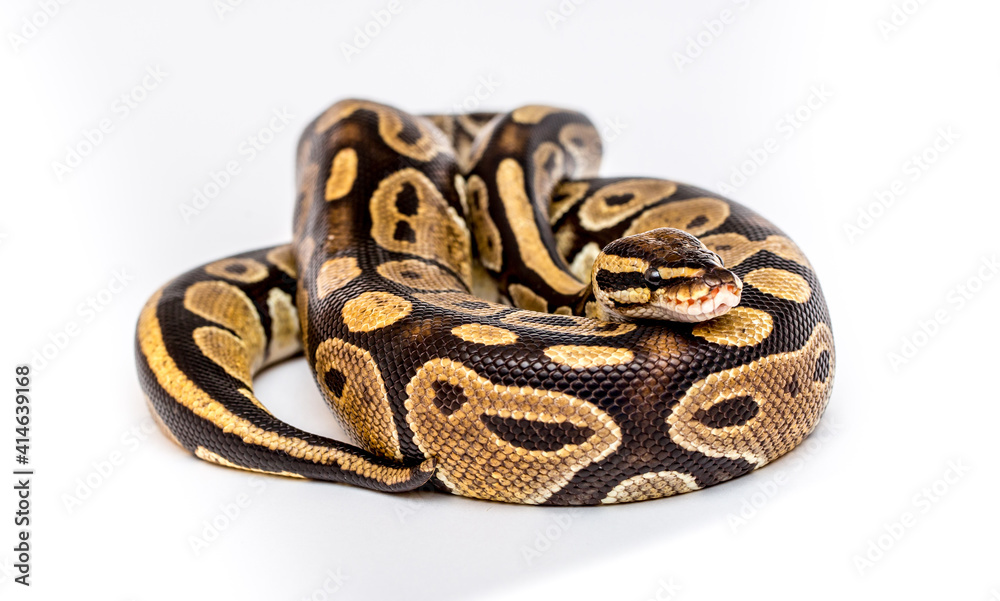 Snake boa constrictor close-up on a white background. Snake skin. Reptile Snake boa constrictor close-up on a white background. Snake skin. Reptile