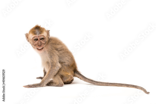 Photography Monkey on a white background