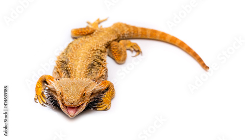 Bearded agama lizard on a white background is insulated. Endemic Australia reptile yellow with spikes. Exotic tropical animal.