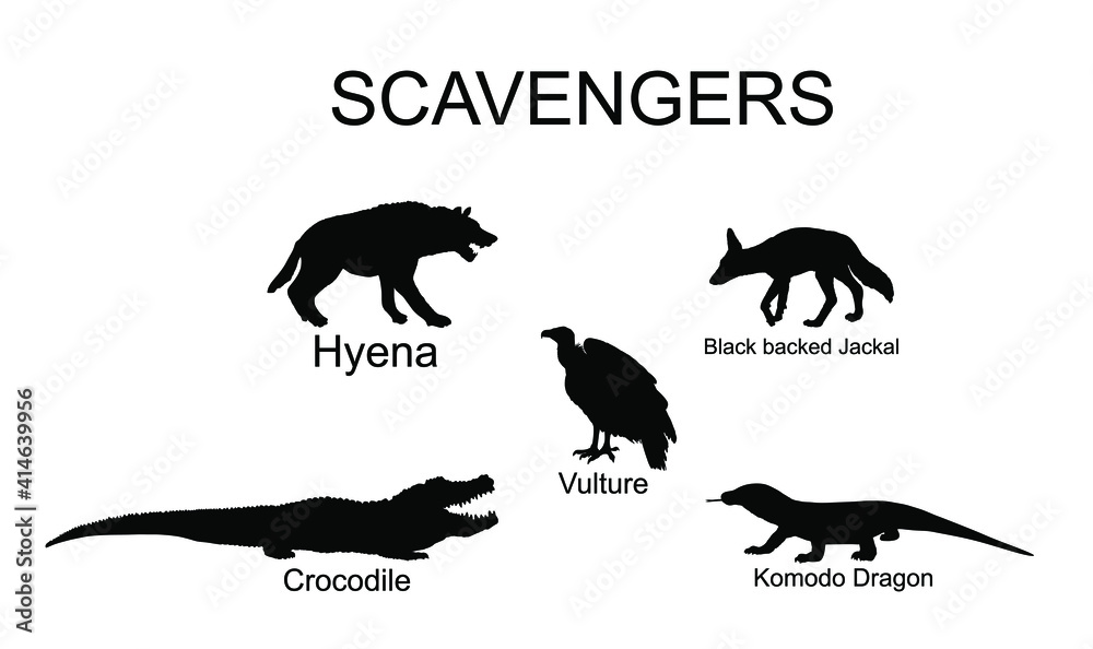 Scavengers animals vector silhouette illustration isolated on white background. Wildlife predators. Hyena, jackal, crocodile, vulture and komodo dragon lizard.