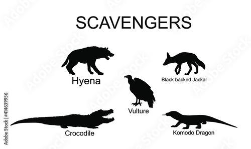 Scavengers animals vector silhouette illustration isolated on white background. Wildlife predators. Hyena  jackal  crocodile  vulture and komodo dragon lizard.