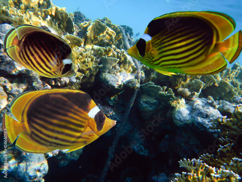 Fototapeta Naklejka Na Ścianę i Meble -  Colorful marine life underwater in the sea, tropical fish with coral and sponge in a reef