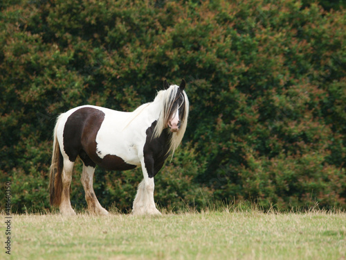 Pretty Piebald Pony