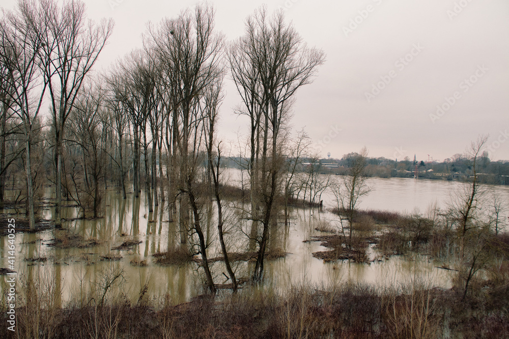 Obraz premium Hochwasser am Rhein bei Philippsburg
