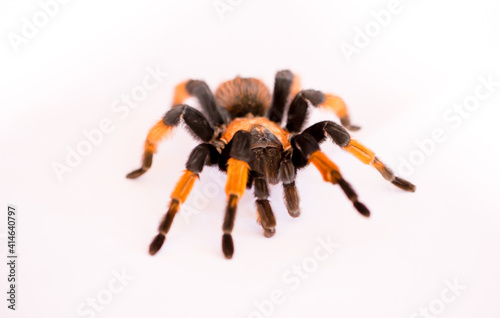 Tarantula spider closeup isolated on white background. The concept of fear and Halloween holiday.