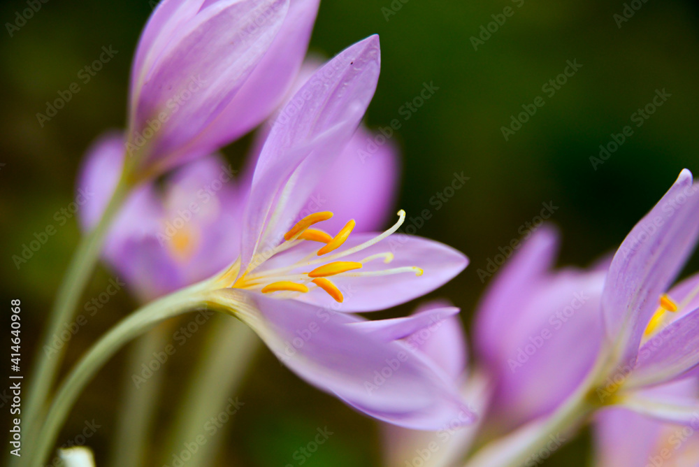 Fototapeta premium Freshly blooming autumn colchicum, photographed up close.