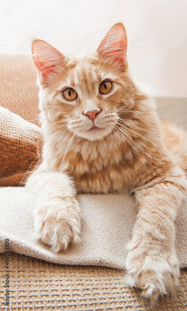 Portrait of a ginger Maine Coon cat