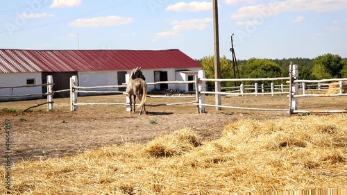 Close-up beautiful sad alone one horse portrait grazing walking away in paddock with rustic old vinage wooden fence boundary at countryside farm. Country rural animal on ranch