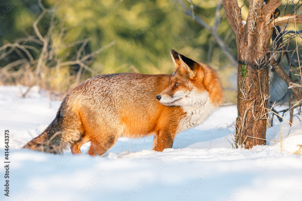 Fototapeta premium Beautiful fox in the snow during the golden hour