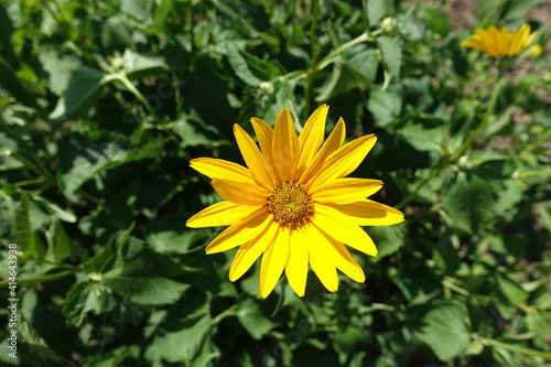 Top view of yellow flower of Heliopsis helianthoides in mid June