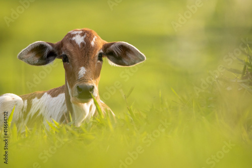 Calf lying in the middle of the green pasture looking ahead