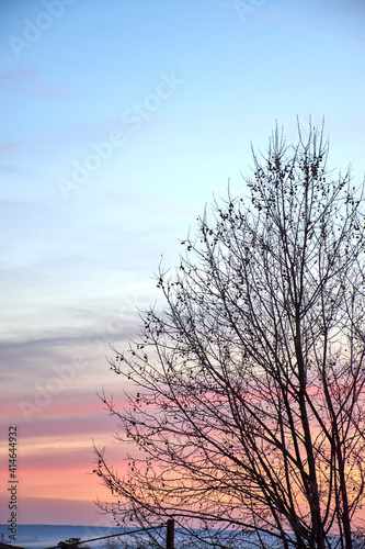 Sunrise with a gradient in the sky with very powerful colours. Silhouette of a tree in the golden hour. Mist on the horizon