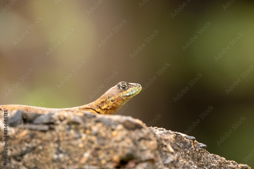 Obraz premium Lizard hidden behind the rocks with focus on the eye and blurred background