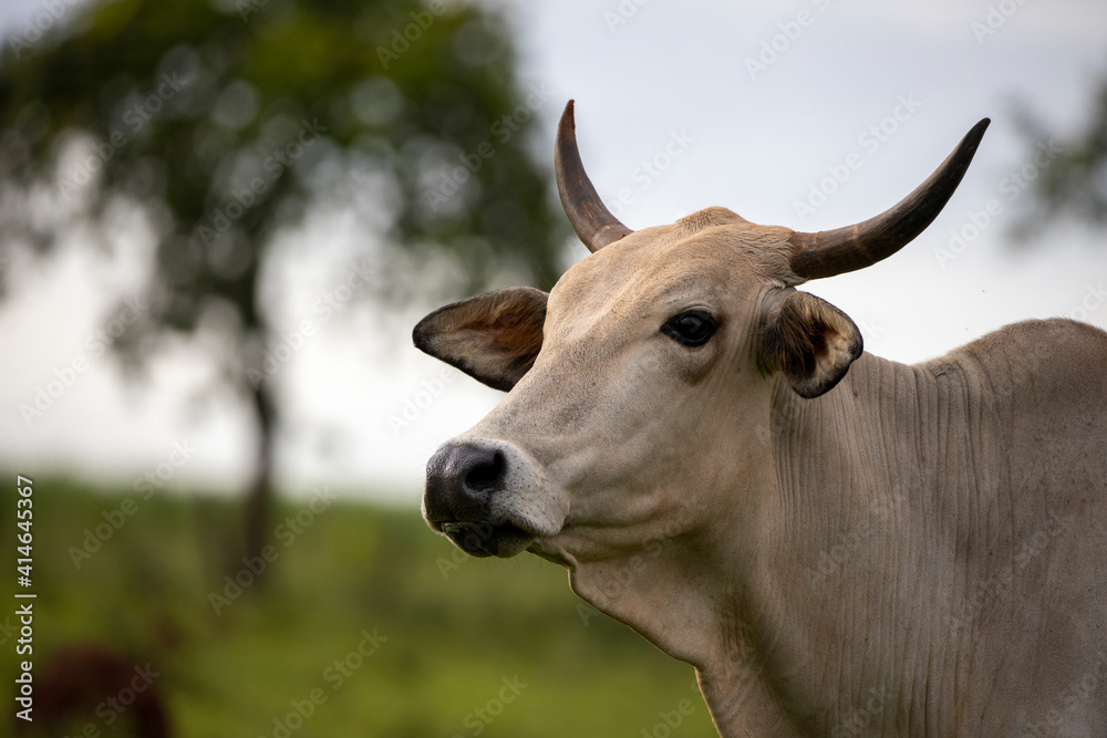 White cow with horns of the Nellore breed looking to the side in the pasture White cow with horns of the Nellore breed looking to the side in the pasture