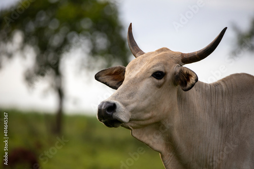 White cow with horns of the Nellore breed looking to the side in the pasture