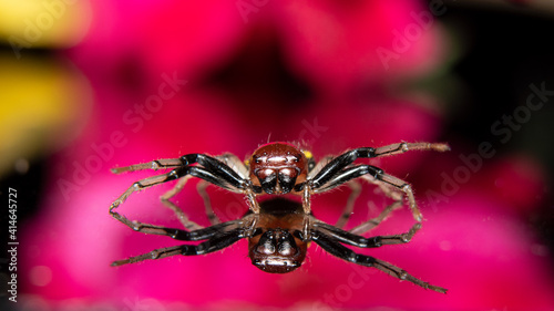 Yellow stripe Crab Spider with beautiful reflexion © Prosun