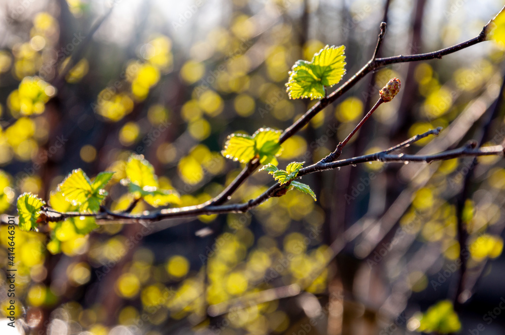 Branch of tree with light green little leaves on the tender blurred background. Bottom view. Season early spring Branch of tree with light green little leaves on the tender blurred background. Bottom view. Season early spring