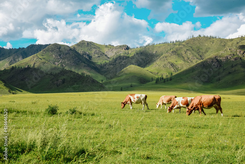 Panorama of grazing cows in the mountains in the meadows, beautiful landscape of the pasture landscape with cows in the mountains © Irina