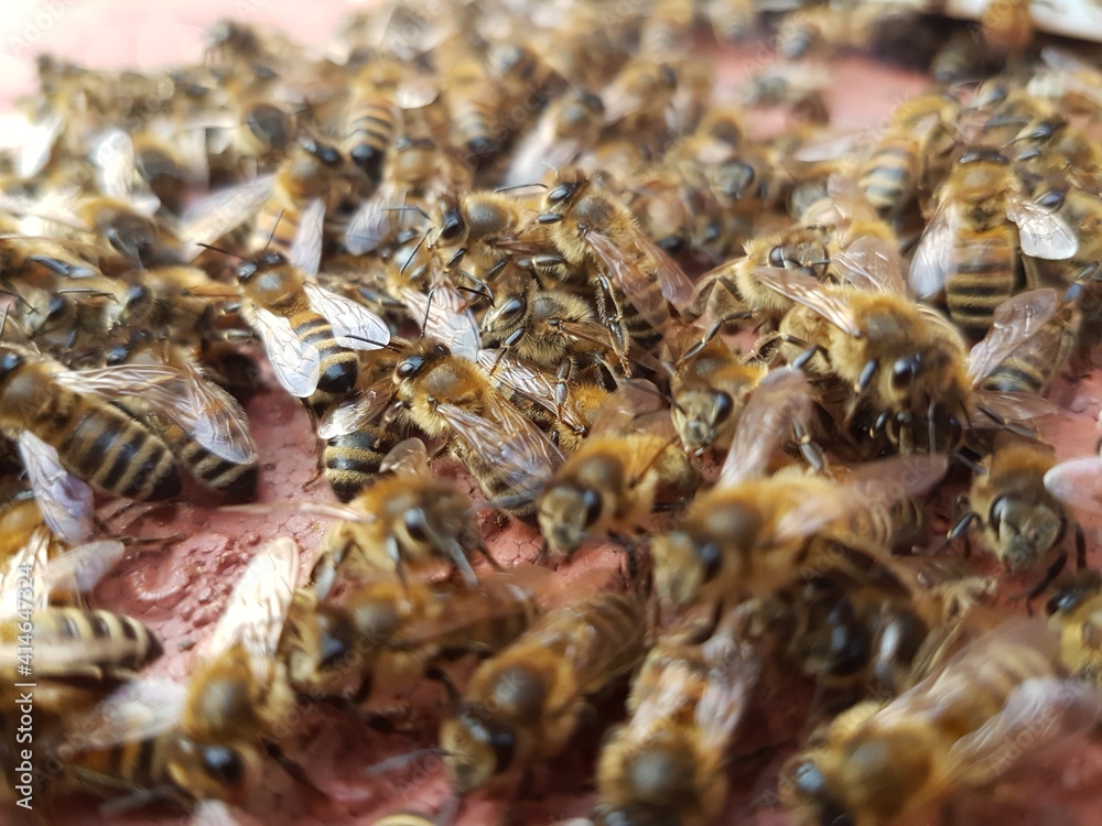 Bees outside their hive Bees outside their hive