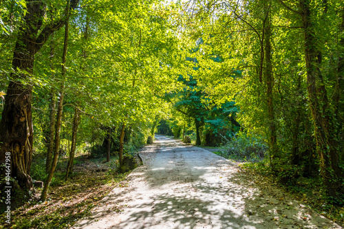 Sweetgum forest in Koycegiz Town of Turkey