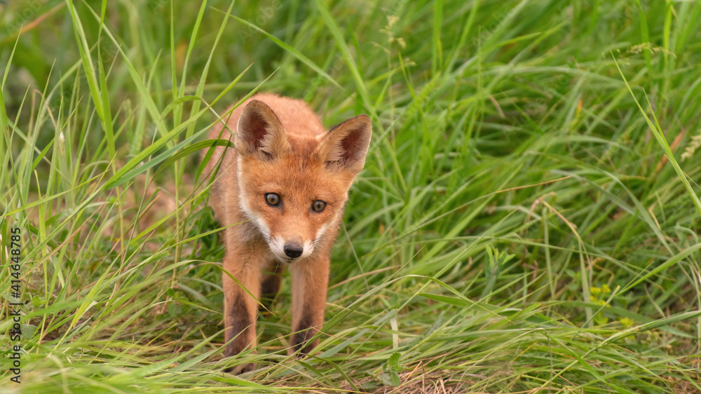 A young red fox stands in the grass. Vulpes vulpes A young red fox stands in the grass. Vulpes vulpes