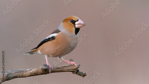 Hawfinch Coccothraustes coccothraustes sitting on a stick. Close up