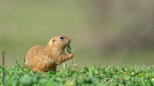 Gopher Spermophilus pygmaeus holds grass with its paws