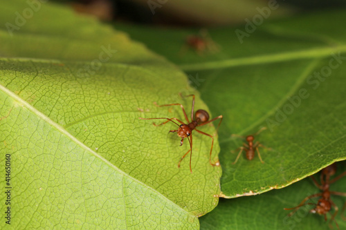close up red ant on fresh leaf in nature © pumppump