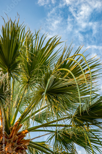 Palm tree against the background of a bright blue cloudy sky. Summer tropical background on a sunny day.