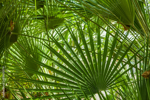 Palm leaves green summer horizontal background without people