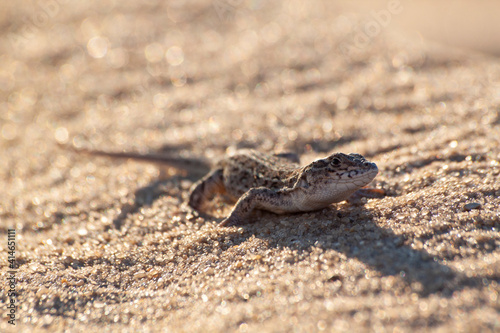 The sand lizard  Lacerta agilis 