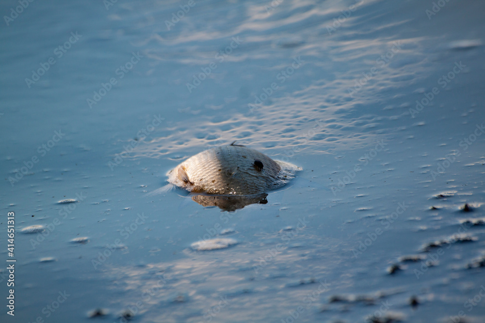 Fototapeta premium dead fish on the surface of the water