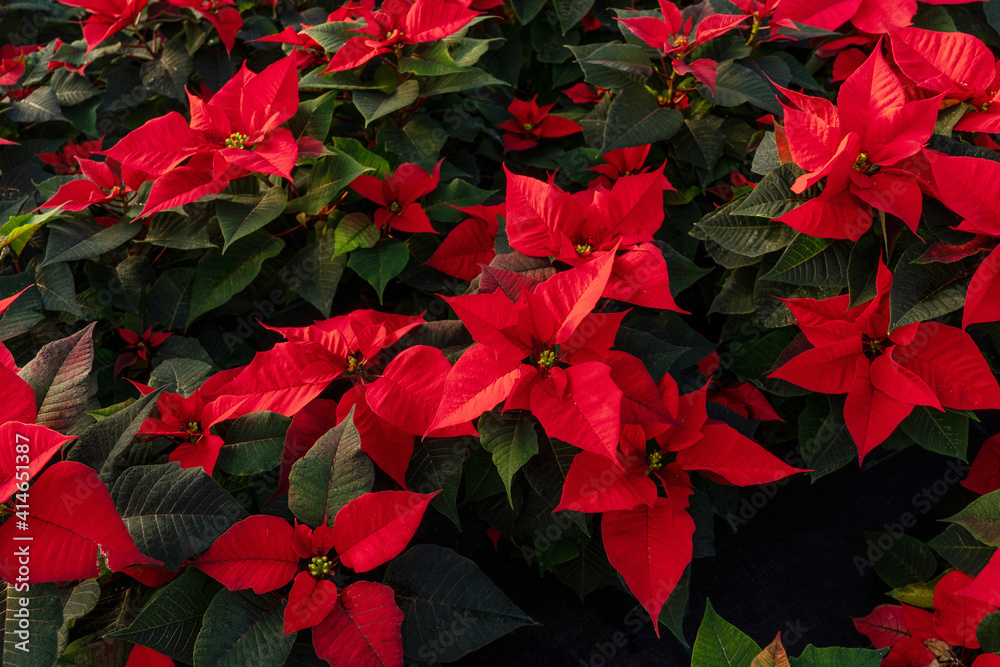 Closeup of red poinsettia flowers in greenhouse, sun light on petals. Euphorbia pulcherrima.