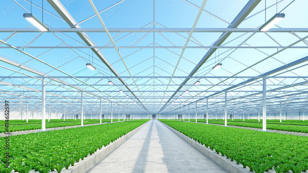 Big industrial greenhouse interior. Hydroponic indoor vegetable plant factory. Green salad farm. Concrete floor. 3D render