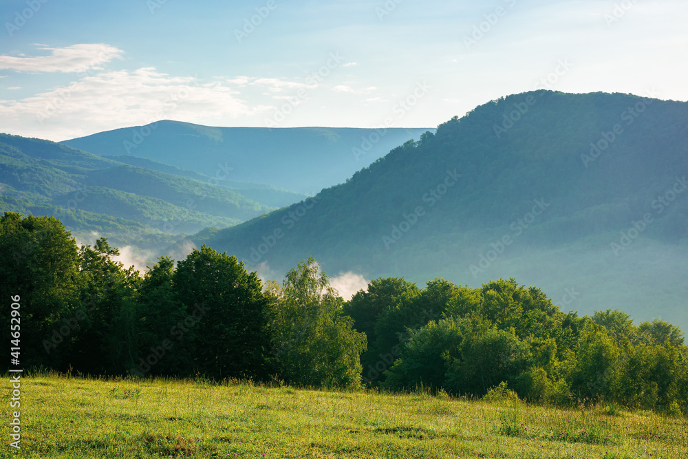 Obraz premium mountain meadow in morning light. countryside springtime landscape with valley in fog behind the forest on the grassy hill. fluffy clouds on a bright blue sky. nature freshness concept