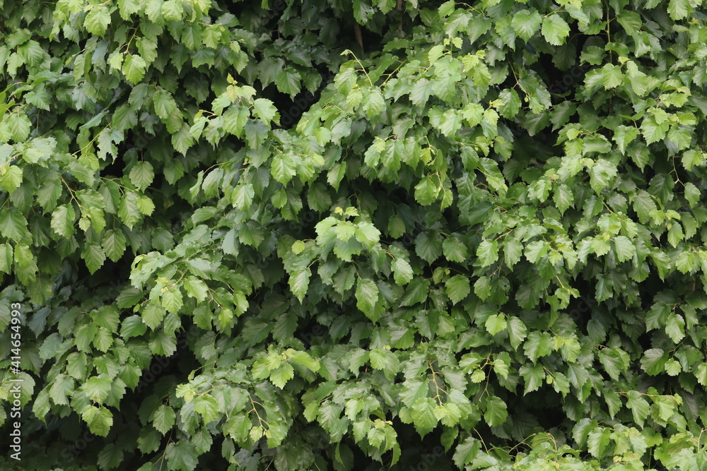 Baum Baum