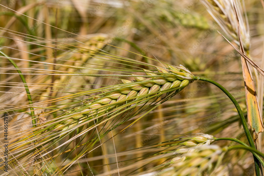 Fototapeta premium Cereal Crops in the Sussex Sunshine