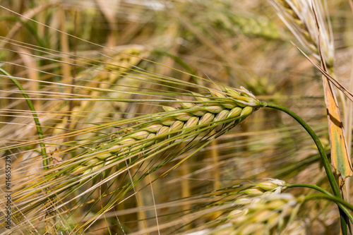 Cereal Crops in the Sussex Sunshine