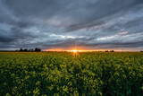 sunset over the  canola field