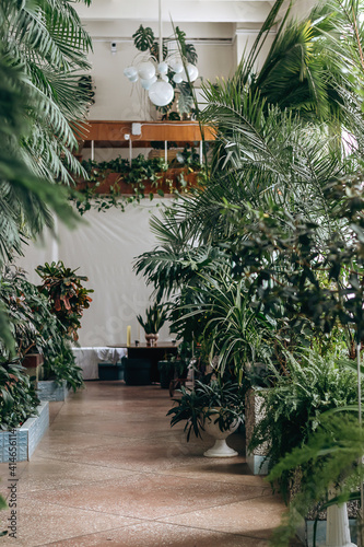 Fragment of the interior of a greenhouse with tropical and indoor plants.Home gardening.Houseplants and urban jungle concept.Biophilia design.Selective focus.