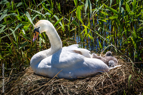 A Swan and Newborn Cygnets in Sprng