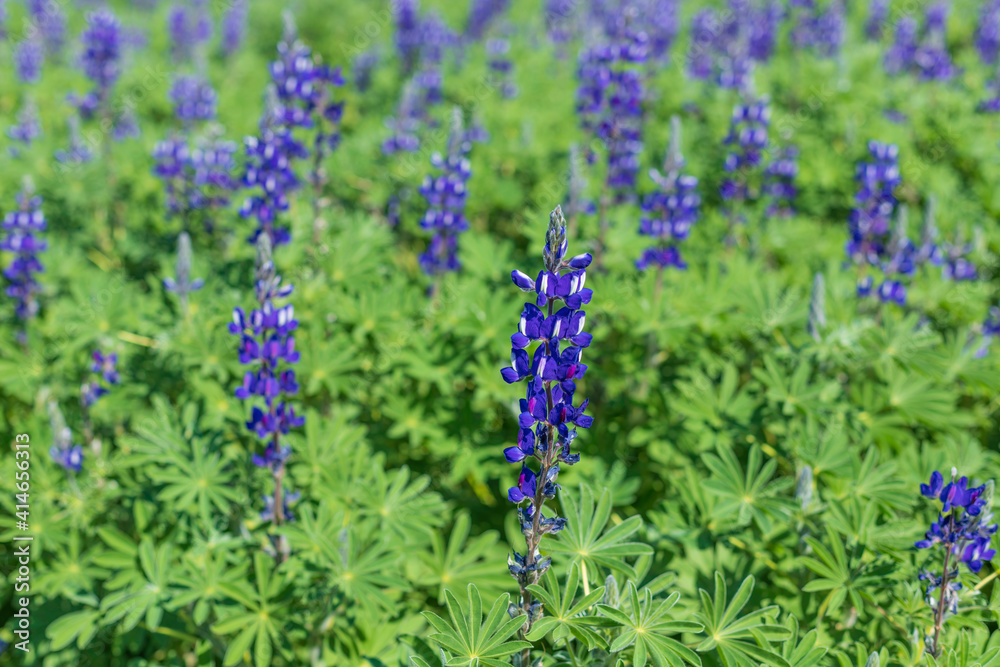 Obraz premium A field of blooming wild violet lupins flowers.
