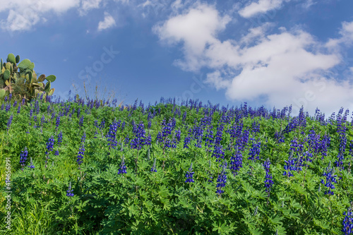 A field of blooming wild flowers of lupins against the background of the sky with clouds.