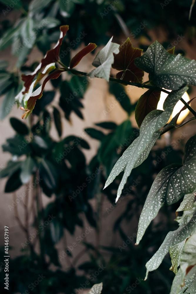 Leaves of Begonia close-up in home interior.Home gardening.Houseplants and urban jungle concept.Biophilic design.Selective focus with shallow depth of field. Leaves of Begonia close-up in home interior.Home gardening.Houseplants and urban jungle concept.Biophilic design.Selective focus with shallow depth of field.