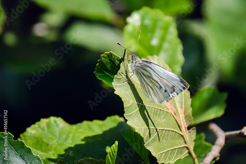 Rapsweißling ( Pieris napi ). photo