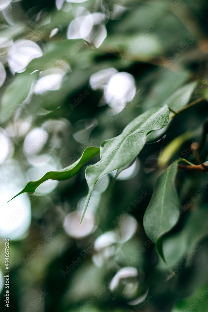 Ficus leaves close-up.Natural blurred background.Home gardening.Houseplants and urban jungle concept.Biophilic design.Selective focus with shallow depth of field.
Ficus leaves close-up.Natural blurred background.Home gardening.Houseplants and urban jungle concept.Biophilic design.Selective focus with shallow depth of field.