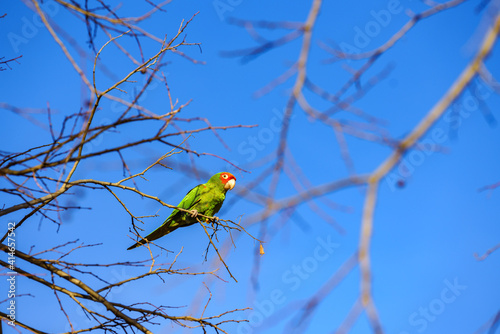 Red-masked parakeet (Psittacara erythrogenys). Wildlife living in a city. Selective focus. photo
