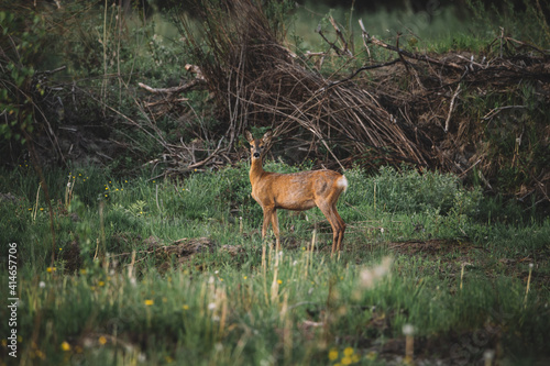 Roe deer female in spring field