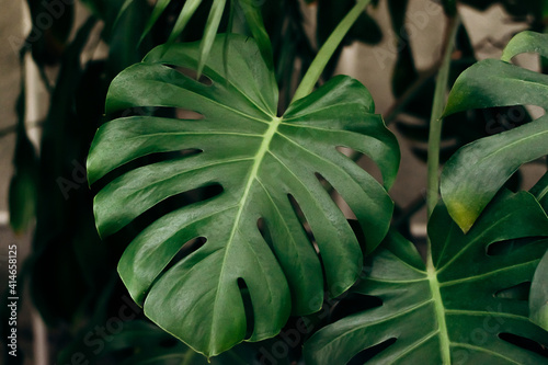Monstera Leaves in home interior.Home gardening.Houseplants and urban jungle concept.Biophilic design.Selective focus with shallow depth of field.